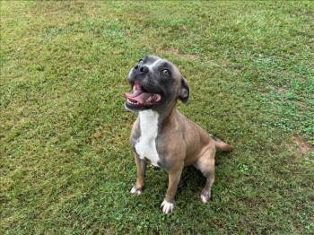 Rescue Boxer and Mixed Breed Dogs for Adoption in Grovetown, Georgia - LUCY | PetCurious