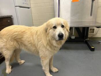 Great Pyrenees Dogs Available for Adoption - 2026-01-132 | PetCurious