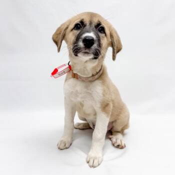 809 (2026) Poppy -  Great Pyrenees and Anatolian Shepherd Dog for Adoption in Parker, Colorado - 809 (2026) Poppy | PetCurious