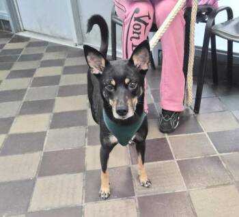 Orchard -  Mixed Breed Dog for Adoption in New York, New York - Orchard | PetCurious