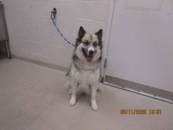 Rosetta(53) -  Alaskan Malamute Dog for Adoption in Marietta, Georgia - Rosetta(53) | PetCurious