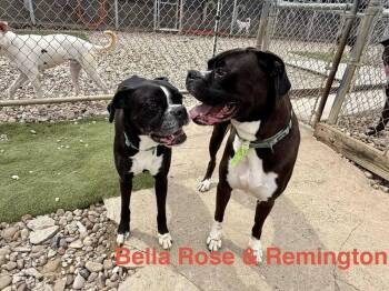 Boxer Dogs Available for Adoption in Evansville, Indiana - Bella Rose | PetCurious