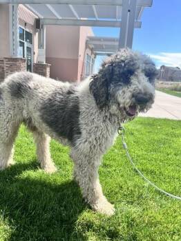 REX -  Poodle Dog for Adoption in Pueblo, Colorado - REX | PetCurious
