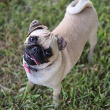 Rainey -  Pug Dog for Adoption in Alvin, Texas - Rainey | PetCurious
