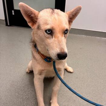 Skye -  Husky and Mixed Breed Dog for Adoption in Abilene, Texas - Skye | PetCurious