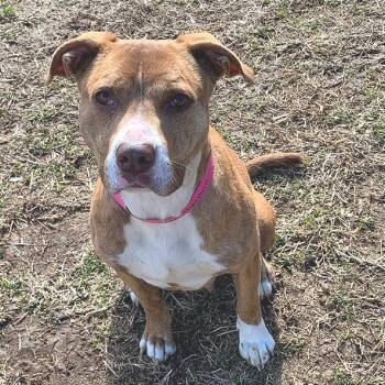 Mixed Breed Dogs Available for Adoption - Hashbrown | PetCurious