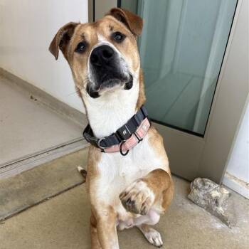 Mixed Breed Dogs Available for Adoption - Silas | PetCurious