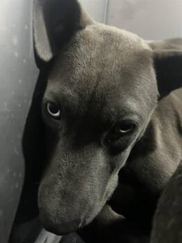 Mixed Breed Dogs Available for Adoption in Dallas, Texas - CANE | PetCurious