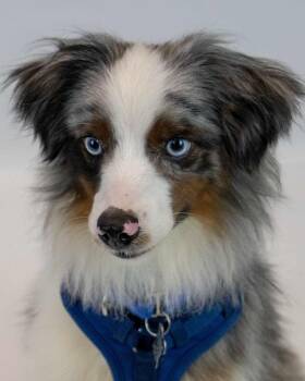 Rick -  Australian Shepherd Dog for Adoption in Kennesaw, Georgia - Rick | PetCurious