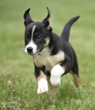 Australian Shepherd and Shepherd Dogs Available for Adoption in Mechanicsburg, Pennsylvania - Aidan | PetCurious