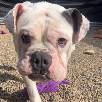 Mixed Breed Dogs Available for Adoption in Pittsburgh, Pennsylvania - Zeus | PetCurious