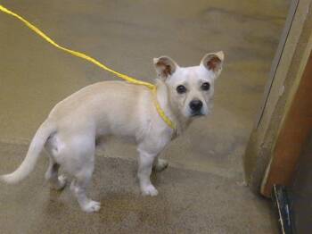SCOTTY -  Cairn Terrier and Chihuahua Dog for Adoption in Sacramento, California - SCOTTY | PetCurious