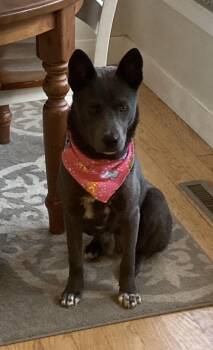 Boots -  Finnish Spitz and German Shepherd Dog Dog for Adoption in Magnolia, Texas - Boots | PetCurious