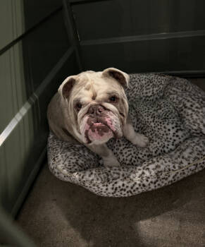 Rescue American Bulldog Dogs for Adoption in New York, New York - Tank | PetCurious