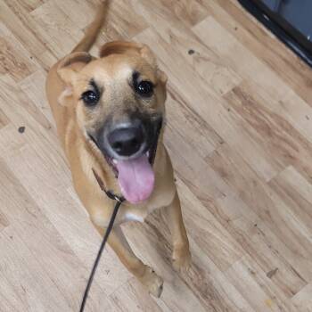 Rescue German Shepherd Dog Dogs for Adoption in New Orleans, Louisiana - Honey | PetCurious