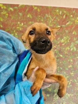Sherry -  Shepherd and Mixed Breed Dog for Adoption in San Antonio, Texas - Sherry | PetCurious
