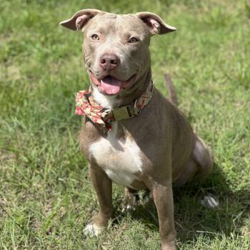 Mixed Breed Dogs Available for Adoption - Connor | PetCurious
