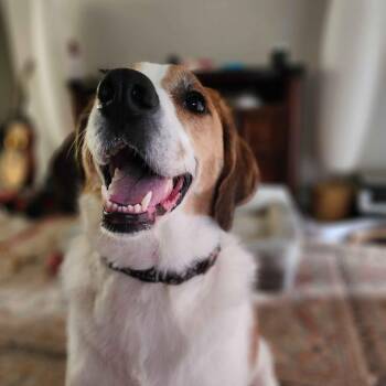 Zora -  Great Pyrenees and Beagle Dog for Adoption in Johnson City, Tennessee - Zora | PetCurious