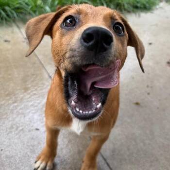 Vega -  Cattle Dog and Mixed Breed Dog for Adoption in Kansas City, Missouri - Vega | PetCurious