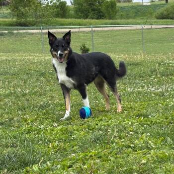 Breezy (Wanda) -  Border Collie and Mixed Breed Dog for Adoption in Marshalltown, Iowa - Breezy (Wanda) | PetCurious
