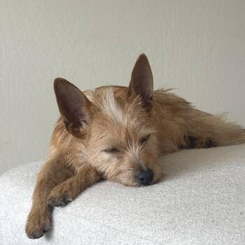 Terrier Dogs Available for Adoption in San Francisco, California - Merlin | PetCurious
