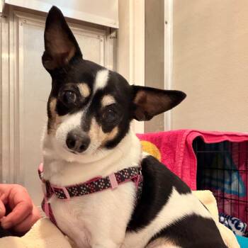 Zoe -  Chihuahua and Mixed Breed Dog for Adoption in Port Angeles, Washington - Zoe | PetCurious