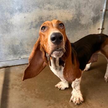 Whitney -  Basset Hound Dog for Adoption in Edinburg, Texas - Whitney | PetCurious