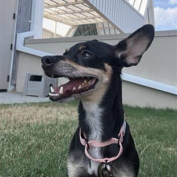 Little Bit -  Mixed Breed Dog for Adoption in Bentonville, Arkansas - Little Bit | PetCurious
