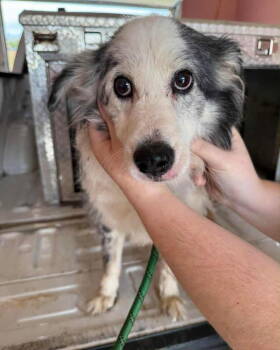 Rescue Australian Shepherd Dogs for Adoption in New York, New York - Fitz (GA) | PetCurious