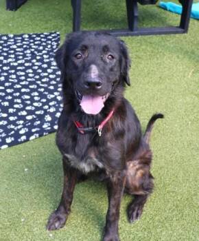 Maggie -  Mixed Breed Dog for Adoption in Athens, Georgia - Maggie | PetCurious