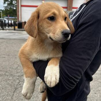 NY Josie (Foster in Holmes NY) -  Mixed Breed Dog for Adoption in Eastford, Connecticut - NY Josie (Foster In Holmes NY) | PetCurious