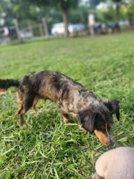 Dachshund Dogs Available for Adoption in Houston, Texas - Margo | PetCurious