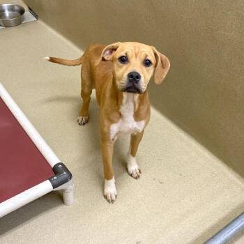 Desiree -  Mountain Cur Dog for Adoption in Monroe, Georgia - Desiree | PetCurious
