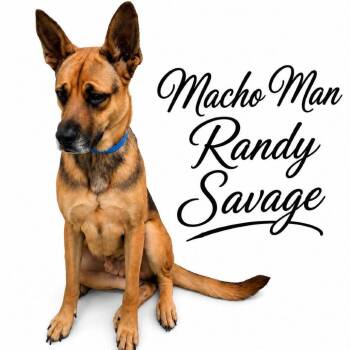 Mixed Breed Dogs Available for Adoption in Memphis, Tennessee - Macho Man Randy Savage | PetCurious