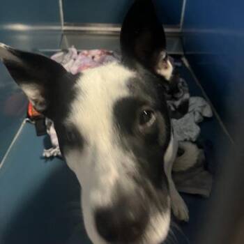 Mixed Breed Dogs Available for Adoption in Merriam, Kansas - Newsie | PetCurious