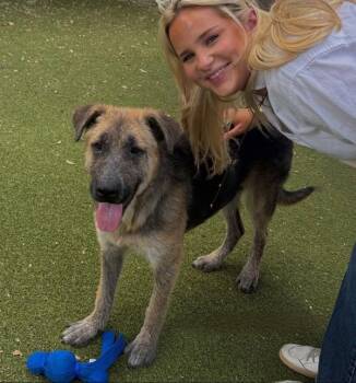 Ramona -  Mixed Breed and German Shepherd Dog Dog for Adoption in Austin, Texas - Ramona | PetCurious