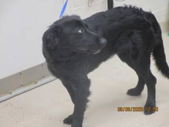Matteo(807) -  Labrador Retriever and Golden Retriever Dog for Adoption in Marietta, Georgia - Matteo(807) | PetCurious