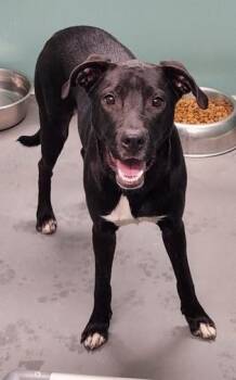 Rescue Black Labrador Retriever and Pit Bull Terrier Dogs for Adoption in Butte, Montana - Bruce | PetCurious