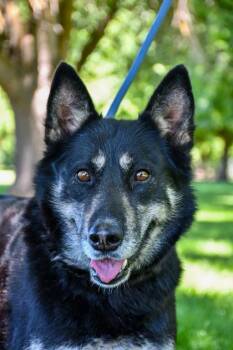 Leilei -  Siberian Husky and German Shepherd Dog Dog for Adoption in Yakima, Washington - Leilei | PetCurious