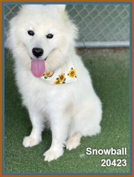 SNOWBALL -  Samoyed Dog for Adoption in Marietta, Georgia - SNOWBALL | PetCurious