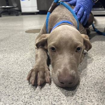 Cashew -  Weimaraner and None Dog for Adoption in Tampa, Florida - Cashew | PetCurious