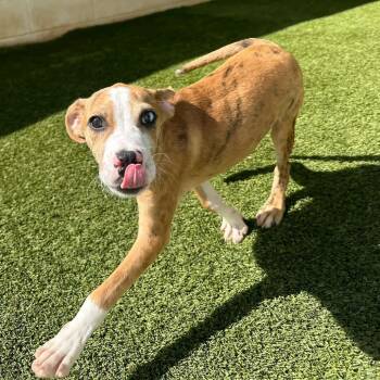RYDER -  Mixed Breed Dog for Adoption in Loxahatchee Groves, Florida - RYDER | PetCurious