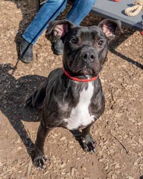Mixed Breed Dogs Available for Adoption in Chamblee, Georgia - Kev Co. | PetCurious