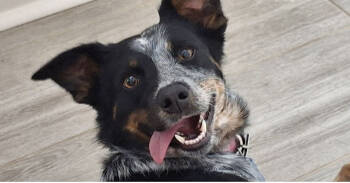 Rescue Australian Cattle Dog Blue Heeler Dogs for Adoption in Dallas, Texas - Sissy | PetCurious