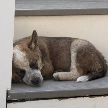 Australian Cattle Dog Blue Heeler and Mixed Breed Dogs Available for Adoption in Fredericksburg, Virginia - Isa | PetCurious