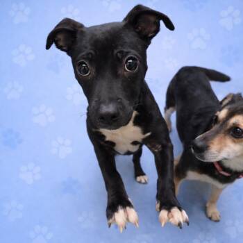 Mixed Breed Dogs Available for Adoption in Bartlett, Tennessee - Lokie | PetCurious