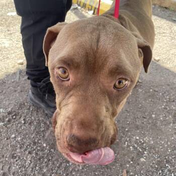 Australian Cattle Dog Blue Heeler Dogs Available for Adoption - Testx | PetCurious