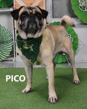 Pug and Shepherd Dogs Available for Adoption - Pico | PetCurious