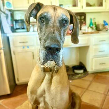 Dude -  Great Dane Dog for Adoption in Bend, Oregon - Dude | PetCurious