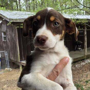 Australian Shepherd and Mixed Breed Dogs Available for Adoption in Brownsboro, Alabama - Sunkist | PetCurious